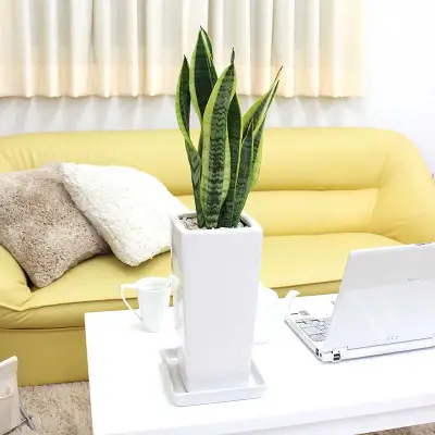 【観葉植物】サンスベリア ホワイト陶器鉢 6号 ストレート 高さ：約55～70cm 【観葉植物 インテリア 部屋 おしゃれ 福岡県 筑前町 送料無料 AG006】
