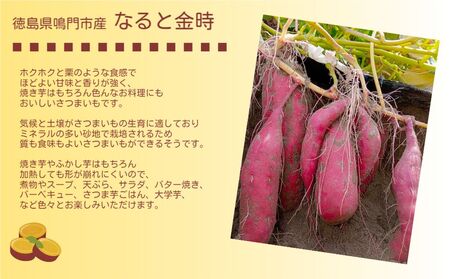 【予約受付中・2026年10月頃より順次発送】鳴門市産 ご家庭用（訳あり） なると金時  約5kg 【数量限定】 さつまいも 鳴門金時 ほくほく 甘い  国産 産地直送 スイーツ おやつ 天ぷら 干し芋 ギフト さつまいも