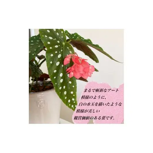 花郷園オリジナル　恋する水玉ベゴニア「流れ星」【花・フラワー・インテリア・屋内・屋外・ギフト・鉢植え・園芸・初心者】
