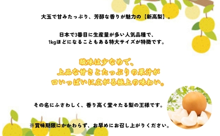 【予約受付中】【9月下旬～10月上旬より順次発送】【濱田農園】 新高梨 約5kg 【数量限定】フ