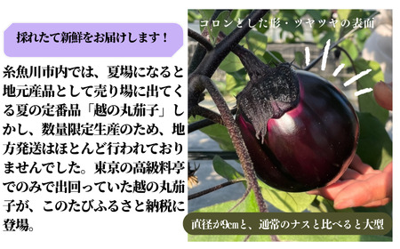 【期間限定】先行予約 特選 丸なす！『越の丸茄子』9玉入り 特級Aクラス 1箱 JA ナス 2026年7月中旬から順次発送【新潟県 糸魚川市 期間限定 ブランド野菜 夏 ステーキ 煮物 まるなす マルナス 野菜 特産品 産地直送 新潟限定 ブランドなす】
