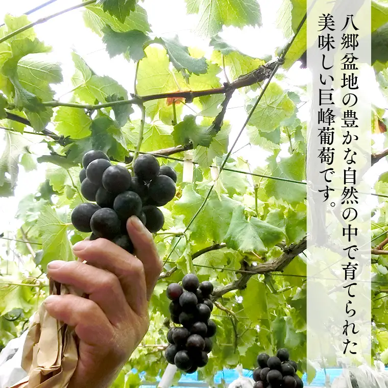 シャインマスカット＆巨峰セット 合計 約2kg (桜川市・石岡市共通返礼品） 2026年9月上旬発送開始 開田ぶどう園 産地直送 フルーツ 甘い 直送 茨城 限定 ギフト ぶどう シャインマスカット 果物 [DO007sa]