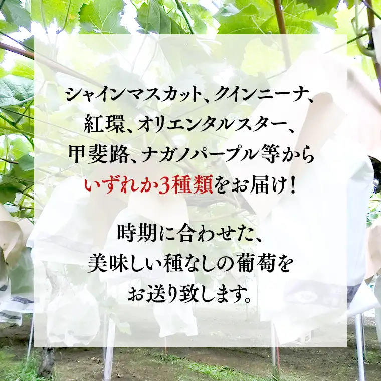 おまかせ 種なし葡萄 3種 詰め合わせ 約2kg (桜川市・石岡市共通返礼品） 2026年9月中旬発送開始 開田ぶどう園 産地直送 フルーツ 甘い 直送 茨城 限定 ギフト ぶどう シャインマスカット ナガノパープル 果物 [DO010sa]