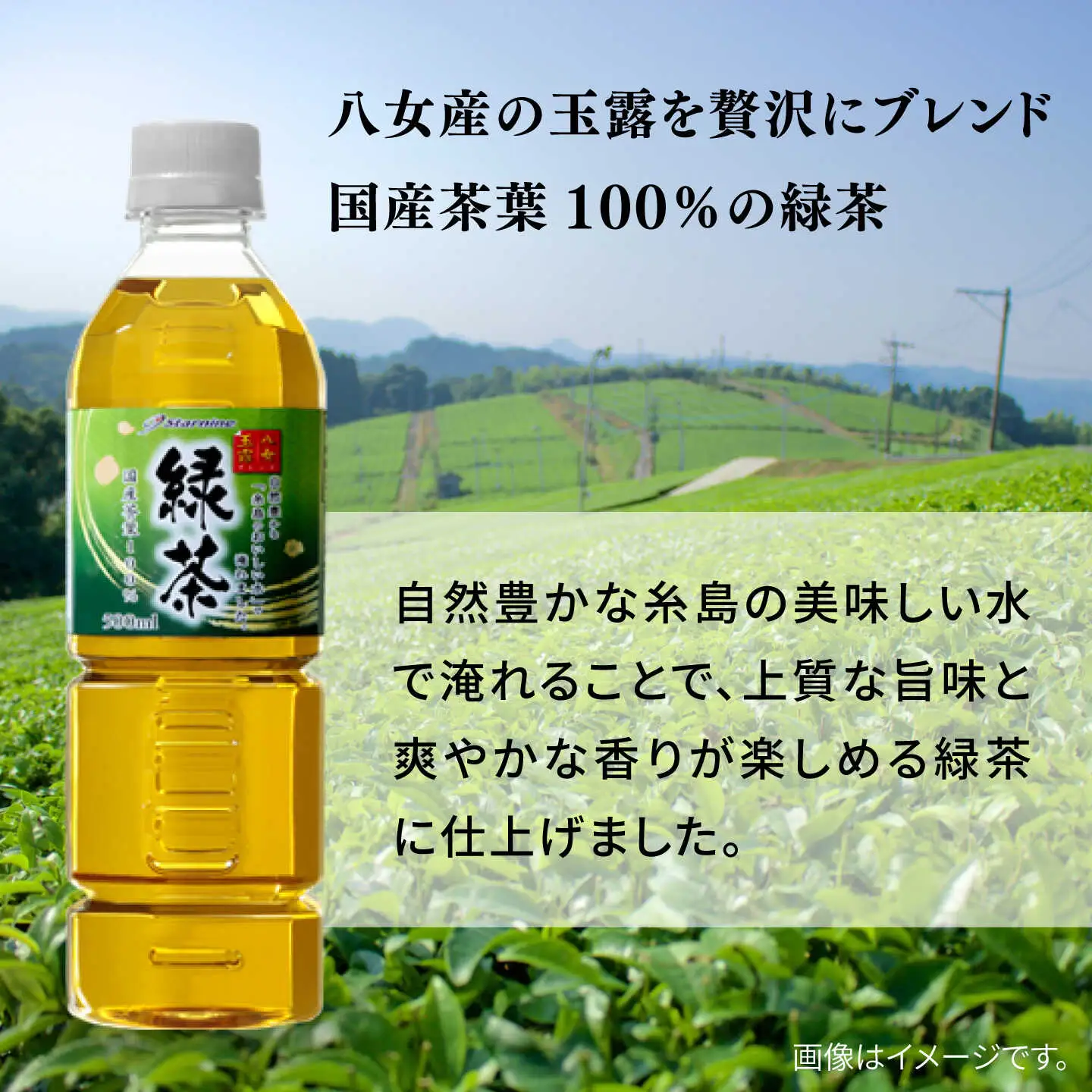 緑茶 ペットボトル 500ml 24本 八女玉露入り緑茶 お茶 [ARM004]