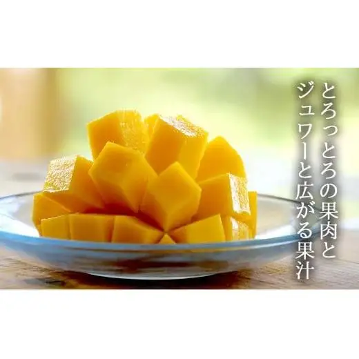 《2026年順次発送》完熟石垣島マンゴー（石垣島産）1kg