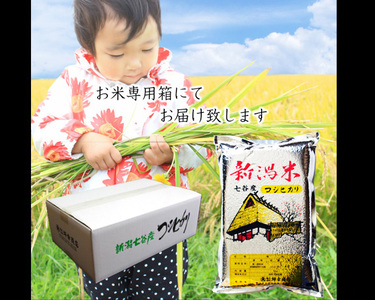 【令和5年産米】七谷産コシヒカリ 精米20kg（5kg×4）白米 坪幸商店