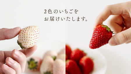 【 お歳暮 熨斗付 】赤いちごと白いちごの宝石箱 18粒【12月から発送開始】（茨城県共通返礼品 [いちご]：城里町産）