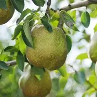 ラ・フランス 5kg なし ナシ 梨 デザート フルーツ 果物 くだもの 果実 食品 山形県 FSY-2897