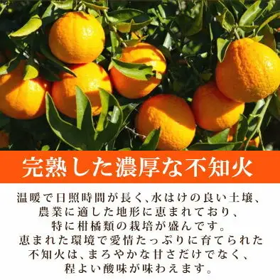 【2027年先行予約】不知火 5kg デコポン 柑橘の王様 甘い プリプリ ジューシー 濃厚 フルーツ 果実 果物 柑橘 紀州有田産 国産 食品 食べ物 お取り寄せ 魚鶴商店 和歌山県 湯浅町 送料無料_G7356
