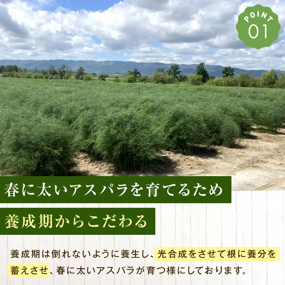 高評価★4.8【2027年先行予約】露地物朝採りアスパラ 2L～3Lサイズ800g（400g×2）鮮度保持フィルム入り（5月中旬発送開始予定）| アスパラ 北海道 _01593