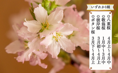 桜 切り花 （115cm × 5本） | 八重桜 敬翁桜 彼岸桜 ボタン桜  奈良県 五條市 さくら 花 フラワー 生け花 季節の花 季節限定