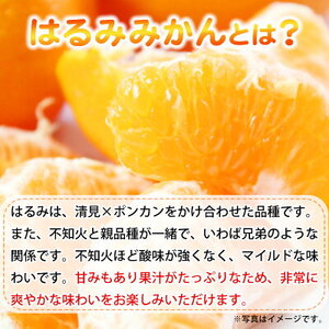 【2027年先行予約】果肉ぷりぷり! 完熟 はるみ 5kg_G7056