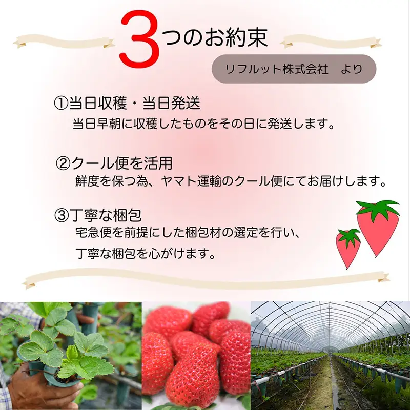 『先行予約』【令和9年1月より順次発送】濃厚苺 さちのか 250g×2パック(合計500g)