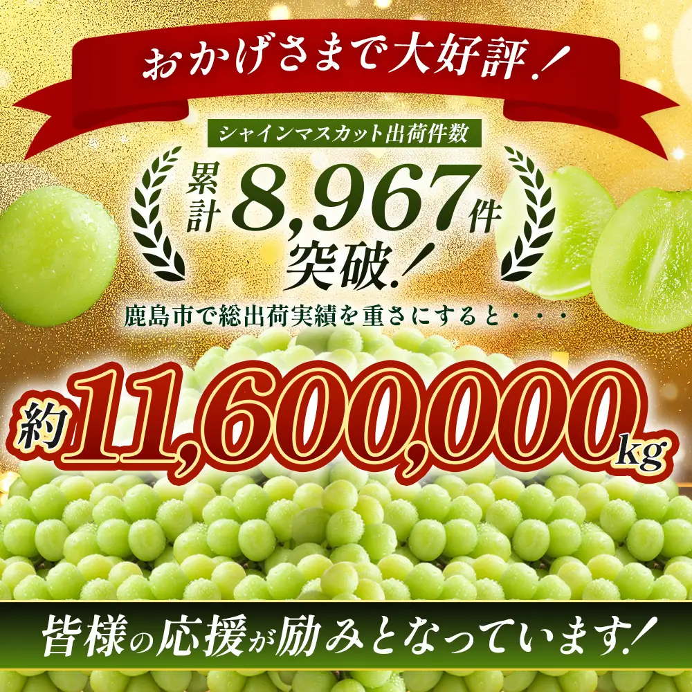 【特別寄付額10000円→9000円】シャインマスカット 約1.2kg 2～3房 ご家庭用 佐賀県産 【先行予約 2026年8月上旬以降発送】| シャインマスカット 2026 シャイン マスカット ぶどう 葡萄 ブドウ 果物 フルーツ 果実 季節 旬 冷蔵 期間限定 国産 佐賀県 鹿島市 人気 ランキング フルーツ おすすめ B-658