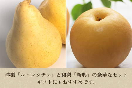 【2026年先行予約】新潟特産 幻の洋梨ル・レクチェ＆新興梨 詰合せセット 約3Kg （ル・レクチェ：5玉　新興梨：3玉） 《11月下旬以降発送》しんこう 梨工房みつば会