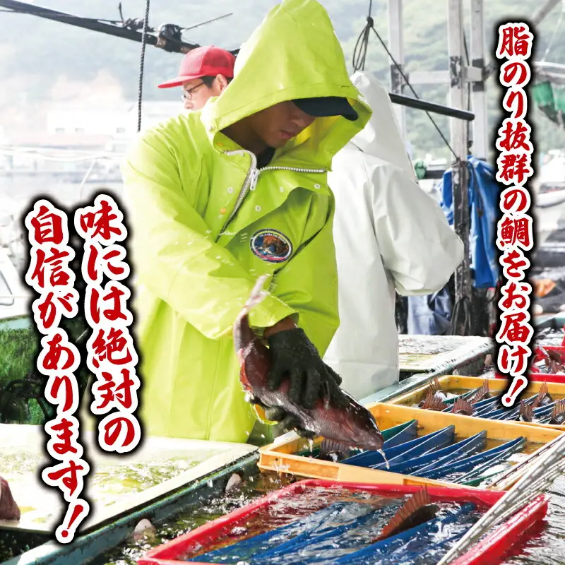 真鯛セット 遊子支所 真鯛 D012-022004