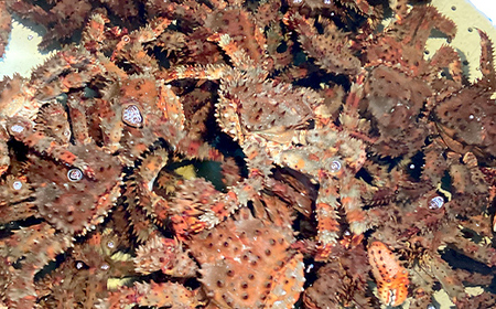 【茹でたて未冷凍】北海道産・ボイル花咲蟹6～10尾で3.0kg前後 花咲蟹 カニ ボイル 蟹 海鮮 F4F-2876