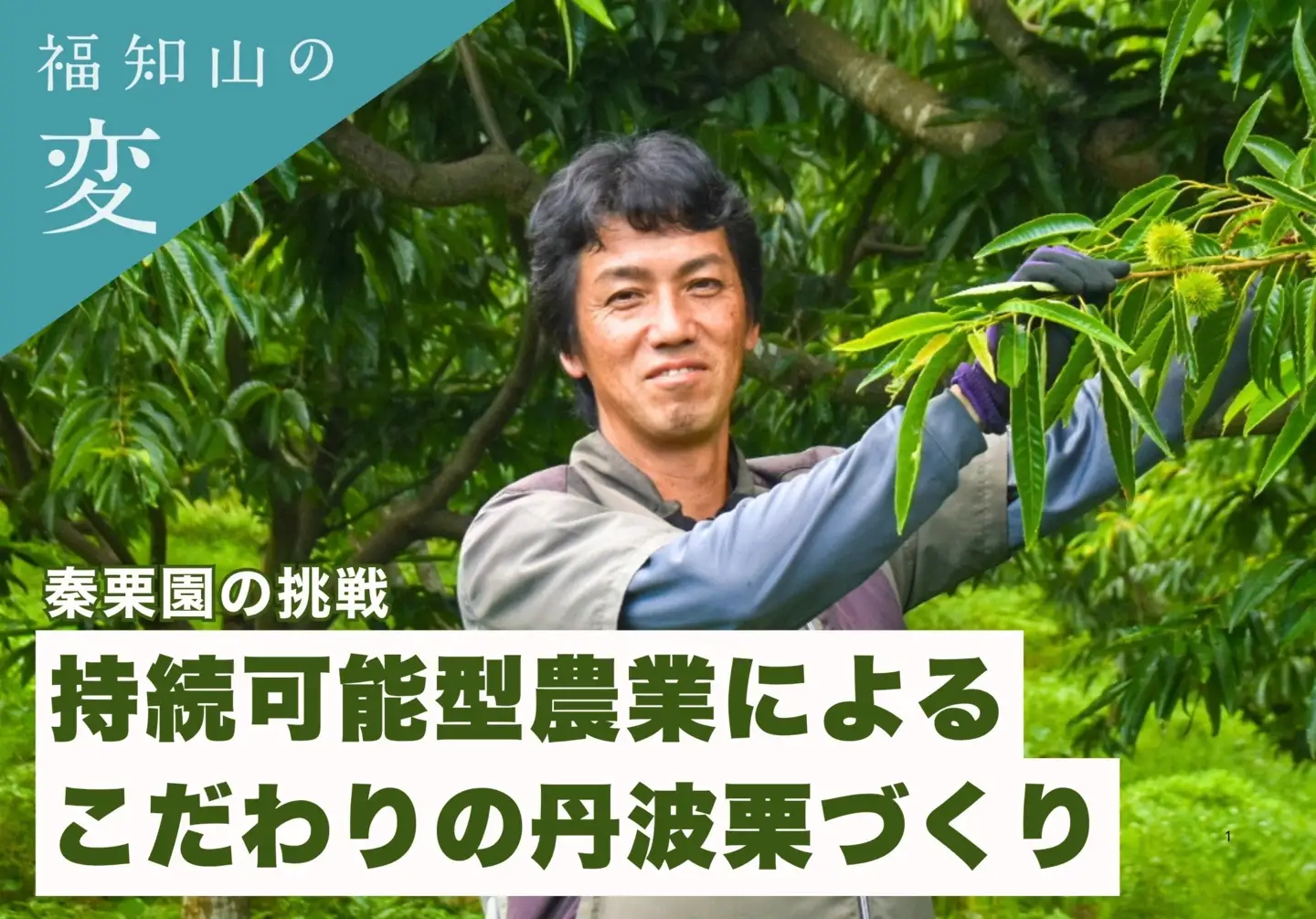 栗 くり 氷蔵 丹波栗 銀寄 2L 1kg