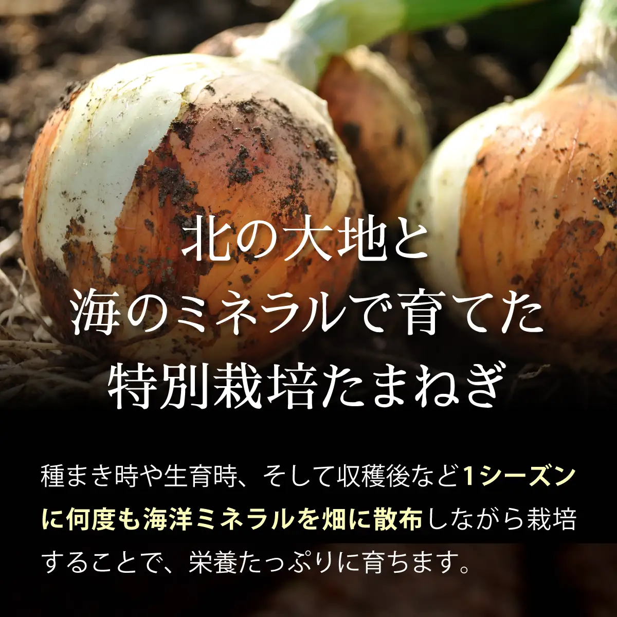 真珠の玉葱 L～L大サイズ 5kg ＜海のミネラルで育てた特別栽培玉葱＞【a134-001】【50101】