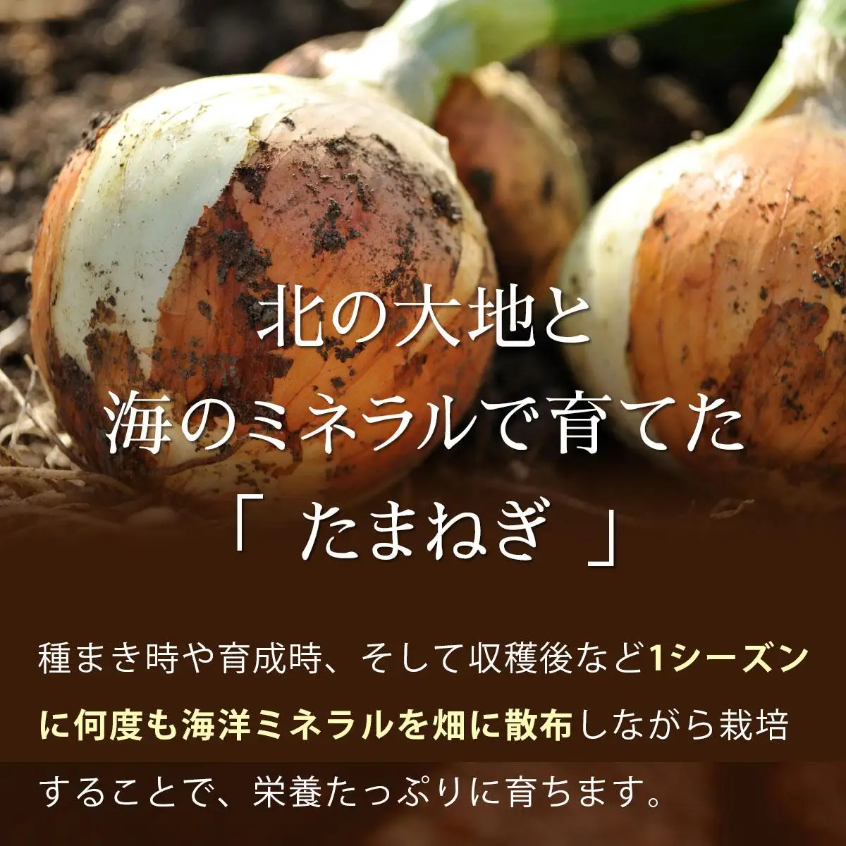 真珠の玉葱 Ｌサイズ10kg ≪海のミネラルで育てた玉葱≫【50104】