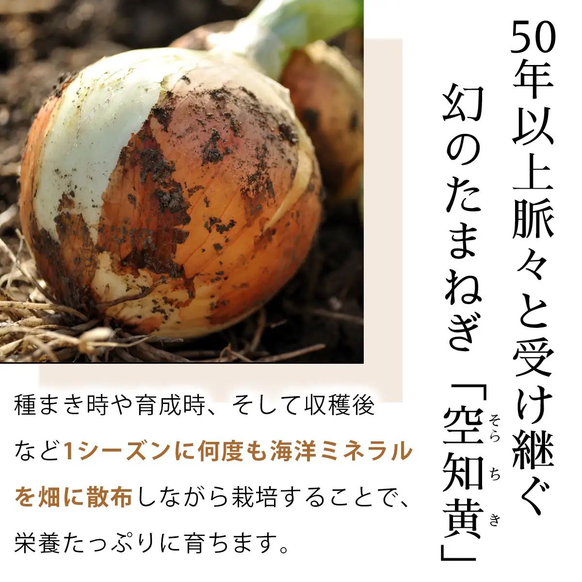 真珠の玉葱 空知黄 5kg ＜海のミネラルで育てた幻の玉葱 空知黄＞【a134-005】【50105】