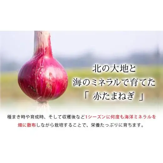 真珠の玉葱 赤玉葱Lサイズ10玉 ≪海のミネラルで育てた特別栽培玉葱≫【50107】