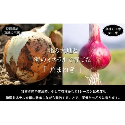 真珠の玉葱 特別栽培Lサイズ5kg(赤玉葱5個入り)≪海のミネラルで育てた特別栽培玉葱≫【50108】