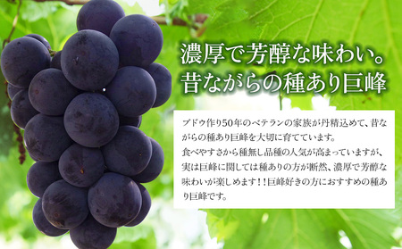 【先行予約】巨峰ブドウ 約2kg (4～7房) 種あり | ぶどう 果物 フルーツ 産地直送 甘い 大分県産 九州産 中津市 国産 送料無料