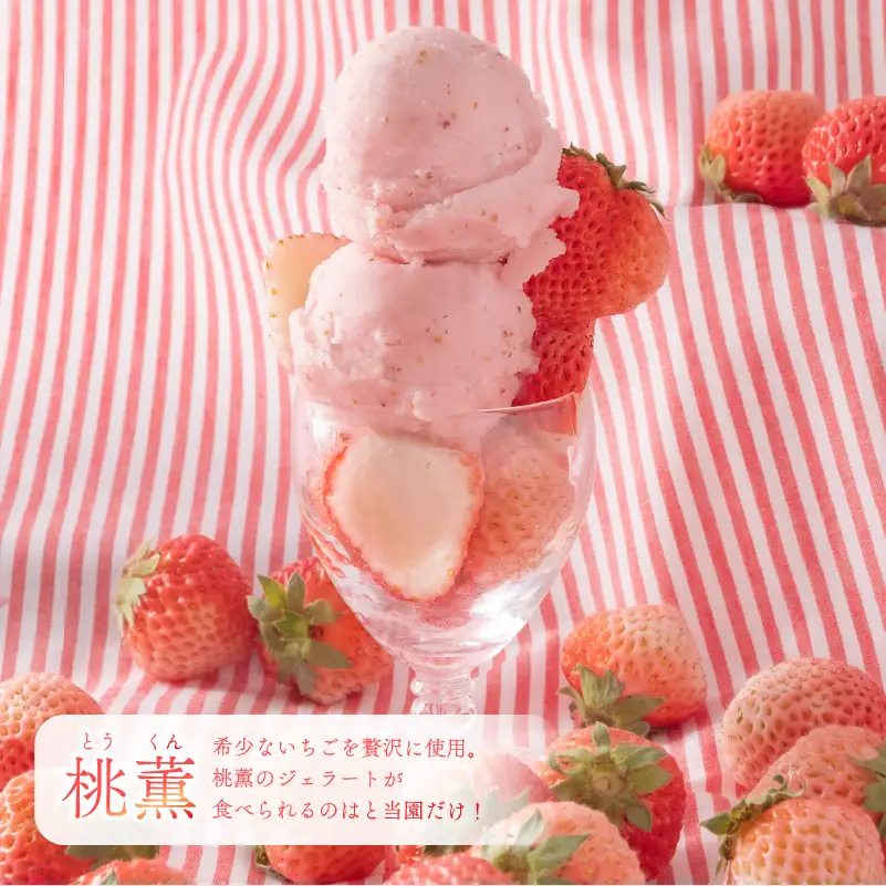 いちご ジェラート 6個  アイス 章姫 桃薫 静岡県 牧之原市 藤田農園