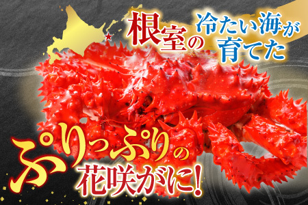 【北海道根室産】花咲かに500g前後～650g前後×2尾 A-76029