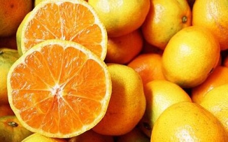 【先行受付】＼有機柑橘栽培・出荷量日本一／ オーガニック みかん 食べ比べコース（毎月1回約5kg×3ヶ月お届け）｜有機栽培 佐賀県産 鹿島産 国産 E-23