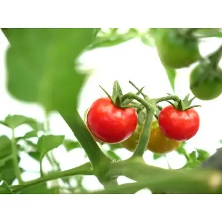 但馬の旬をお届け!採れたて野菜セット(8~9種類)【配送不可地域：離島】【1412254】