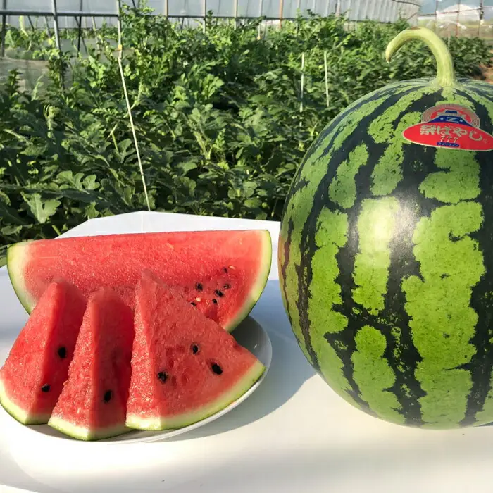 【先行予約】【初夏に実った贈り物】大玉 スイカ 約7kg【なかむら農園】[ZBH001]