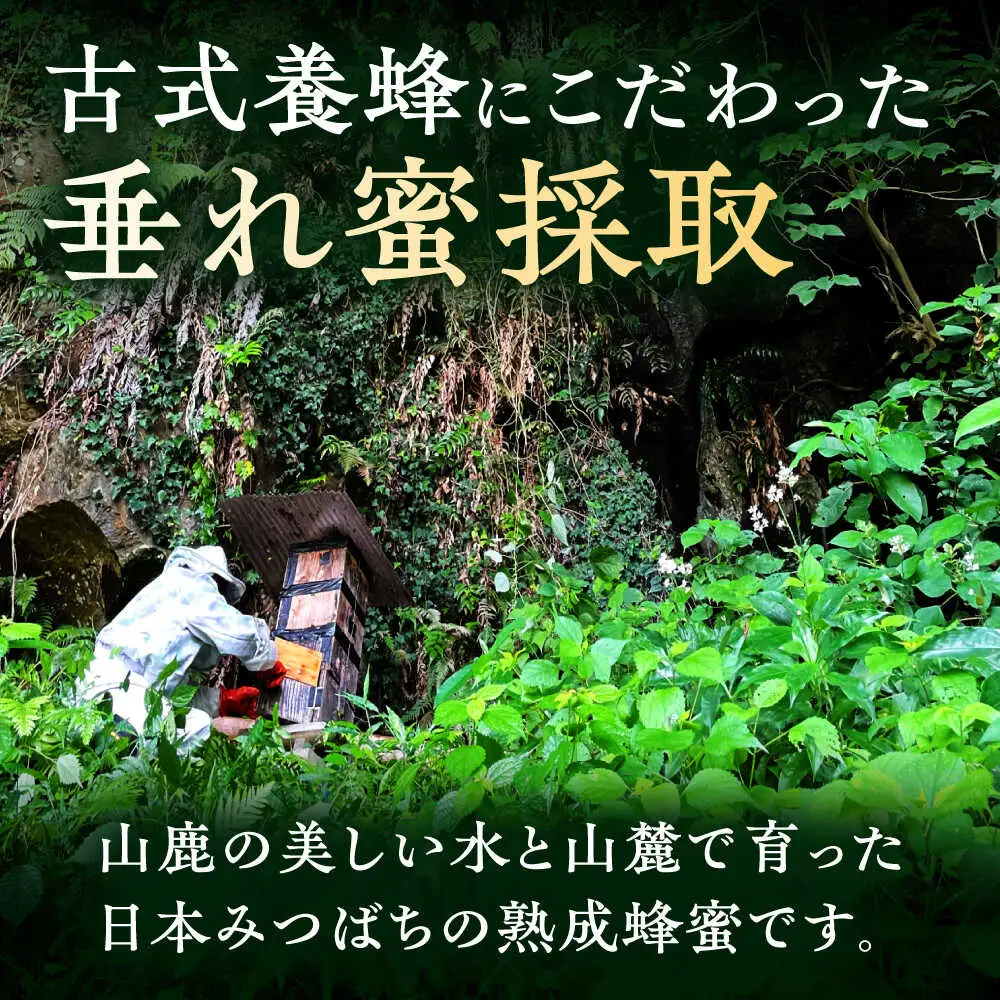 日本みつばち菊鹿約405g【山麓はっち】[ZBM010]