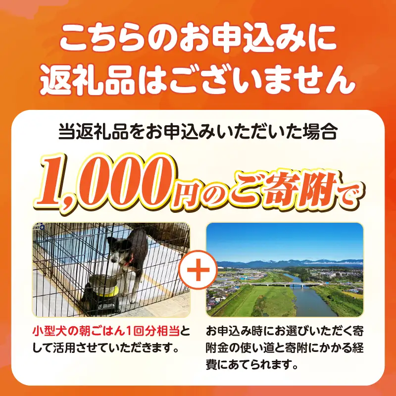 保健所犬猫レスキュー【返礼品なしのご寄附】犬 猫 保護 レスキュー 動物愛護 返礼品なし ペット 保護犬 保護猫 支援 応援 ボランティア