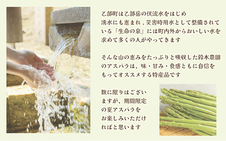 ＜北海道産 夏採れグリーンアスパラ 1㎏＞シャッキリみずみずしい味わい！！ 北海道 北海道産 国産 産地直送 乙部町 旬 新鮮 農家直送 あすぱら アスパラガス 野菜 冷蔵配送 L以上 お取り寄せ 送料無料