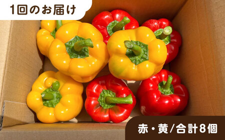 【全6回定期便】肉厚 パプリカ 8個 福岡県 糸島市 / シーブ 野菜 やさい [AHC064]