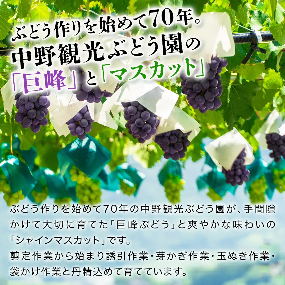 【数量・期間限定】 中津産の巨峰とシャインマスカット中野観光ぶどう園 | 果物 フルーツ ぶどう シャインマスカット 巨峰 産地直送 大分県 中津市