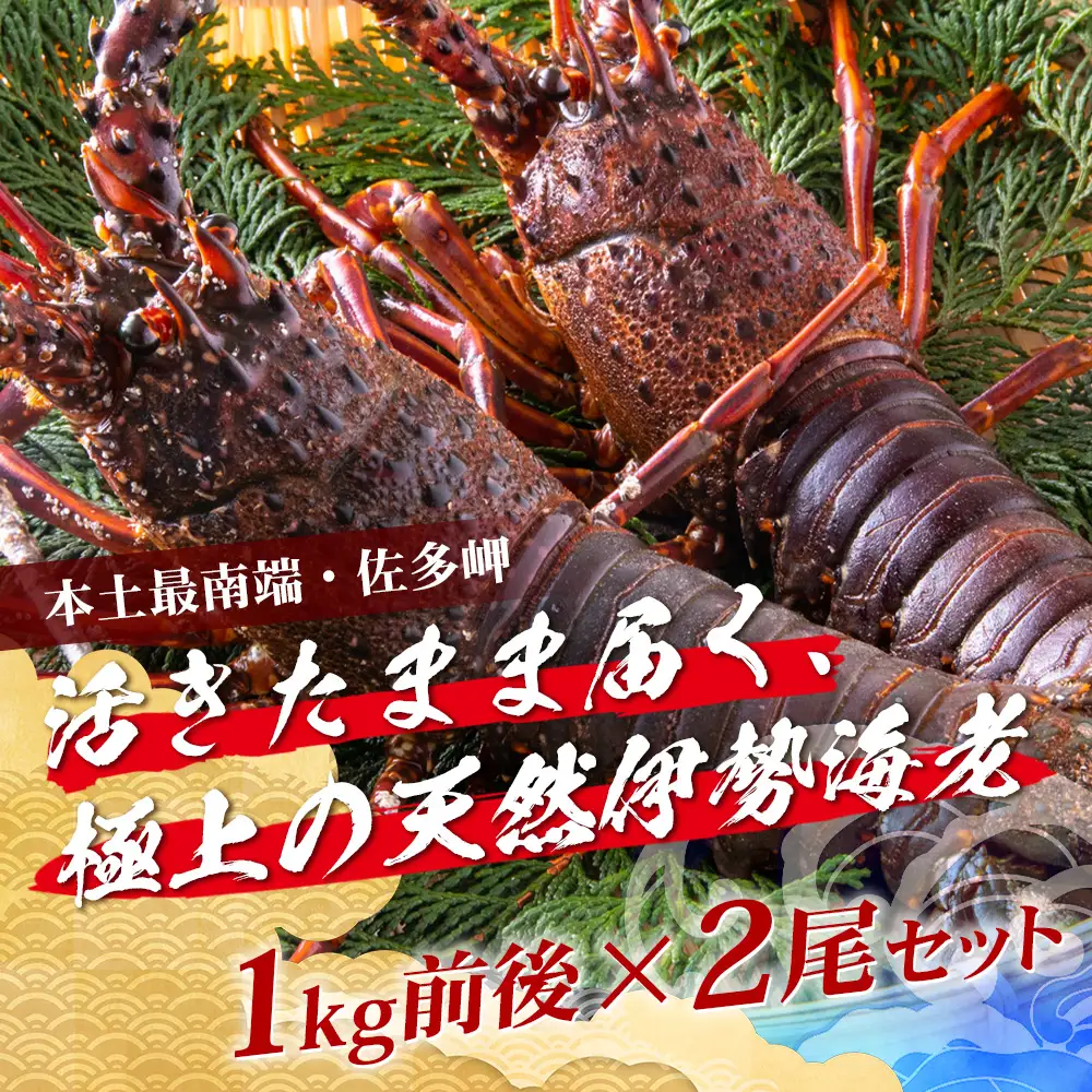 【数量限定・先行予約】鹿児島佐多岬 天然 活 伊勢海老 ＼＼約1kg 2～3尾／／ ≪2026年11月下旬より発送予定≫AB-501 ｜国産 えび イセエビ 伊勢エビ 常温 産地直送 天然 年末 天然 鹿児島県 南大隅町 本土最南端 佐多岬