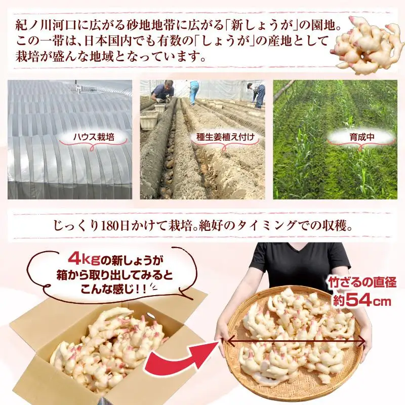 フレッシュ新しょうが４kg詰め 和歌山県産 新生姜 新鮮 産地直送 自家製 甘酢漬け、紅ショウガ、生姜湯、砂糖漬けに【クール冷蔵便】紀伊国屋文左衛門本舗