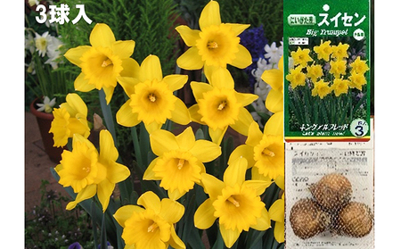 スイセン球根セット　21球入 植物 