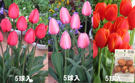 チューリップ・スイセン・ユリ球根セット 植物 