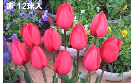 チューリップ球根（特大球）セット　60球入 植物 