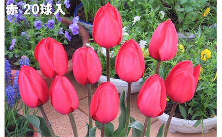 チューリップ球根（特大球）セット　100球入 植物 