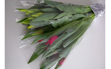 フラワーファームしろねのチューリップ切花20本（黄・赤　各10本） チューリップ 花 植物 花束 切花 