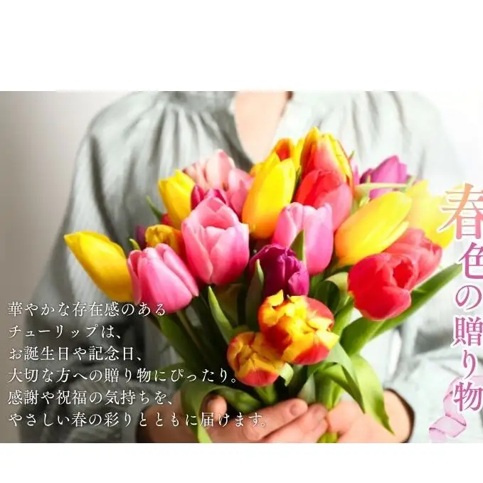 フラワーファームしろねのチューリップ切花50本おすすめアソート（5品種×各10本） 植物 花束 