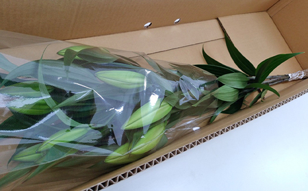フラワーファーム しろねのユリ 切花3本（産地おすすめ花色）10月発送 植物 切り花 ゆり 白い花 ピンクの花 花束 