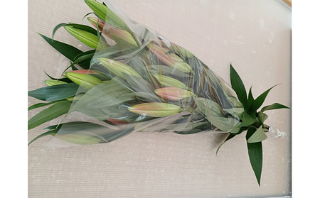 フラワーファーム しろねのユリ 切花5本（産地おすすめ花色）10月発送 植物 切り花 ゆり 白い花 ピンクの花 花束 