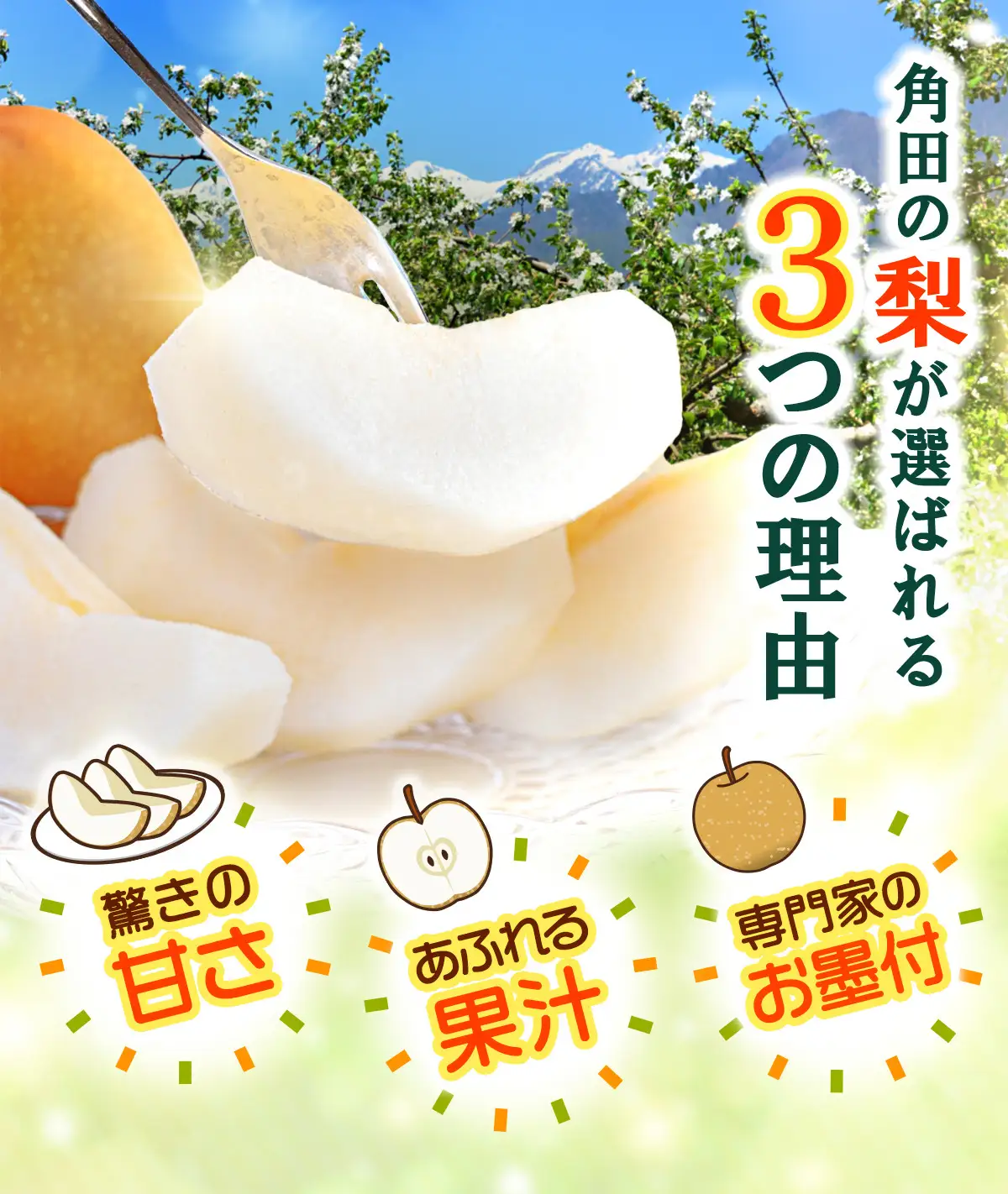 【2026年発送】梨 「新高」約5kg（5～7玉入）【松崎果樹園】 ｜ 梨 