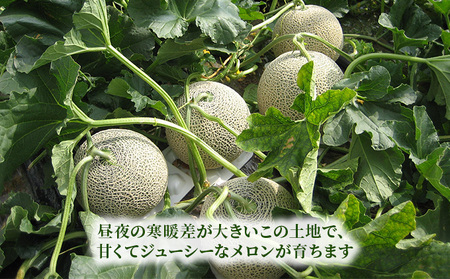 【2026年7月～発送】北海道 富良野産 厳選 赤肉 メロン 2玉 計約3.2kg(吉中農園) メロン フルーツ 果物 新鮮 甘い 贈り物 ギフト 道産 ジューシー おやつ ふらの ブランド 夏